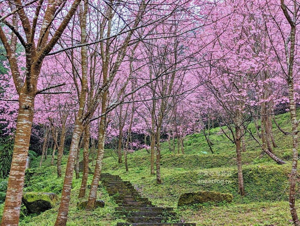 熊空茶園櫻花季，吉野櫻滿開時的夢幻場景(姊姊遊記)