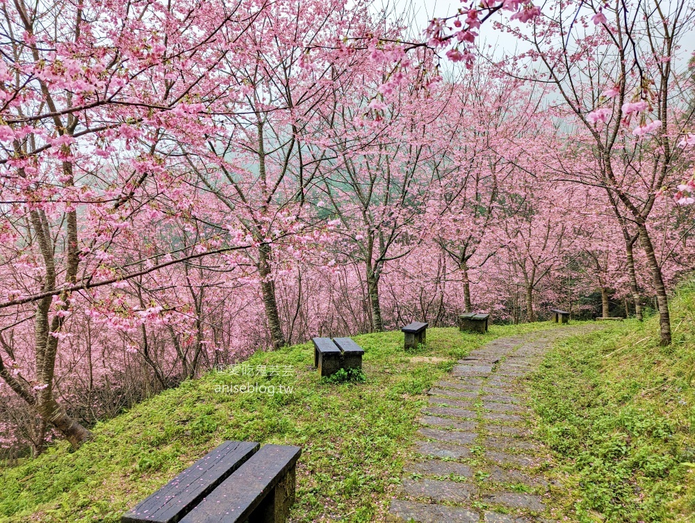 熊空茶園櫻花季，吉野櫻滿開時的夢幻場景(姊姊遊記)