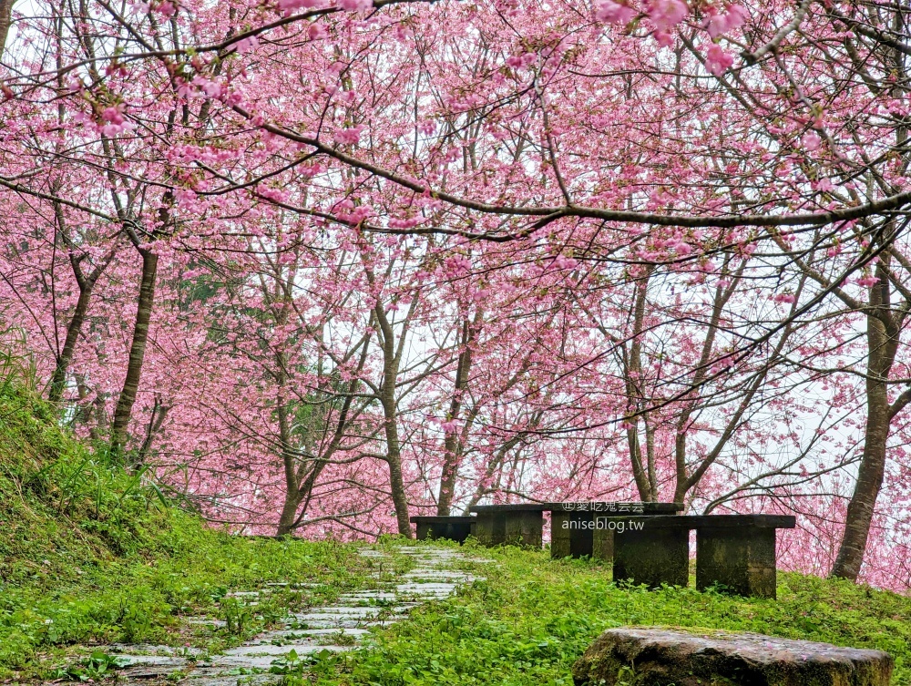 熊空茶園櫻花季，吉野櫻滿開時的夢幻場景(姊姊遊記)