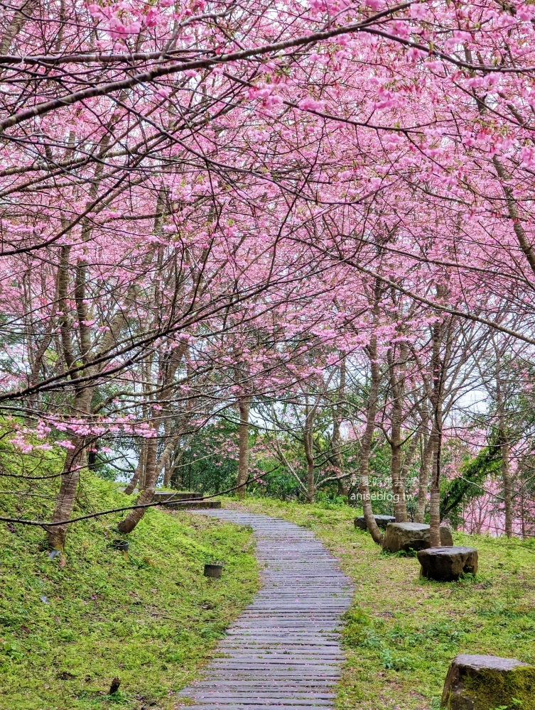 熊空茶園櫻花季，吉野櫻滿開時的夢幻場景(姊姊遊記)