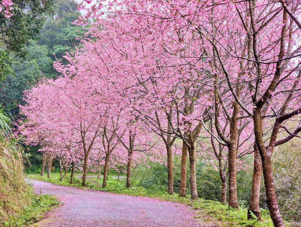 熊空茶園櫻花季，吉野櫻滿開時的夢幻場景(姊姊遊記)