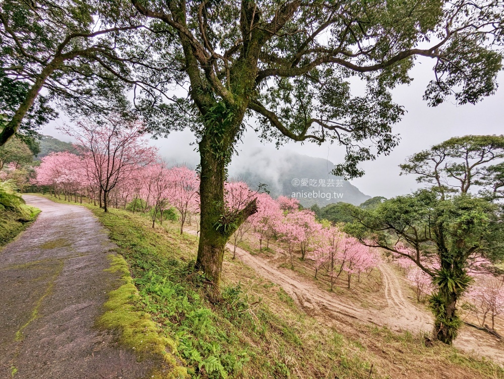 熊空茶園櫻花季，吉野櫻滿開時的夢幻場景(姊姊遊記)