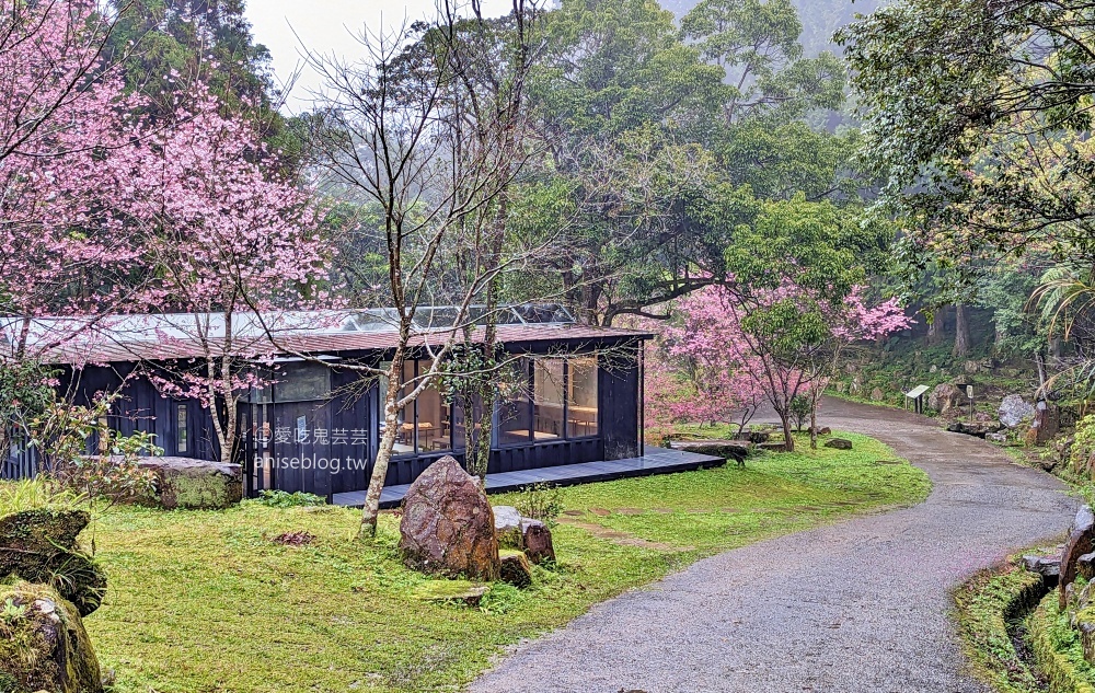 熊空茶園櫻花季，吉野櫻滿開時的夢幻場景(姊姊遊記)