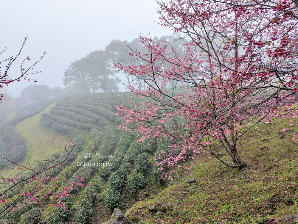 熊空茶園櫻花季，吉野櫻滿開時的夢幻場景(姊姊遊記)