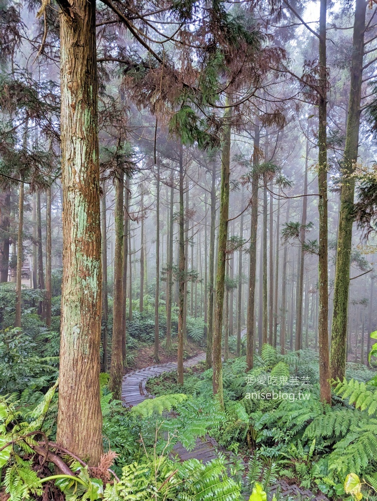 熊空茶園櫻花季，吉野櫻滿開時的夢幻場景(姊姊遊記)