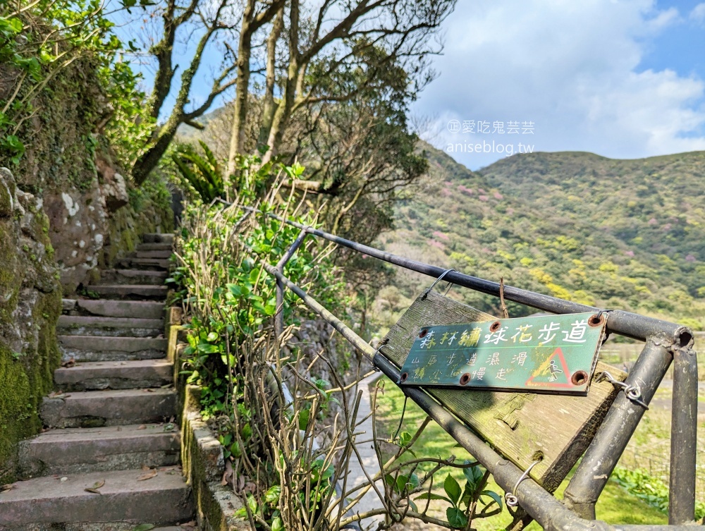 竹子湖海芋季，夢幻場景拍美照，名陽匍休閒農莊(姊姊遊記)