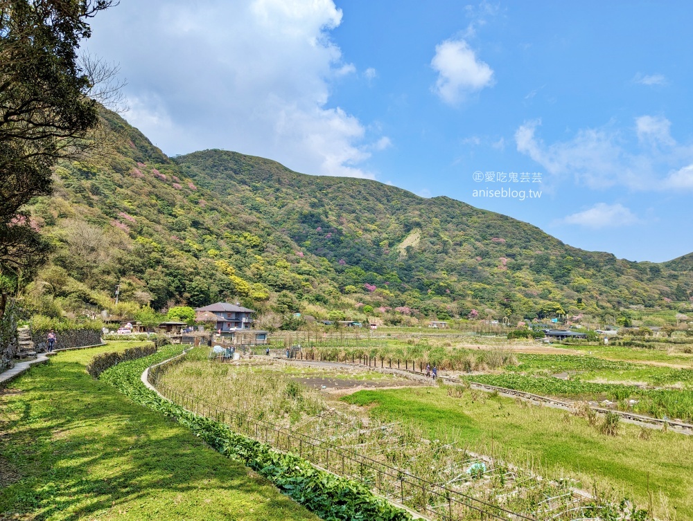 竹子湖海芋季，夢幻場景拍美照，名陽匍休閒農莊(姊姊遊記)