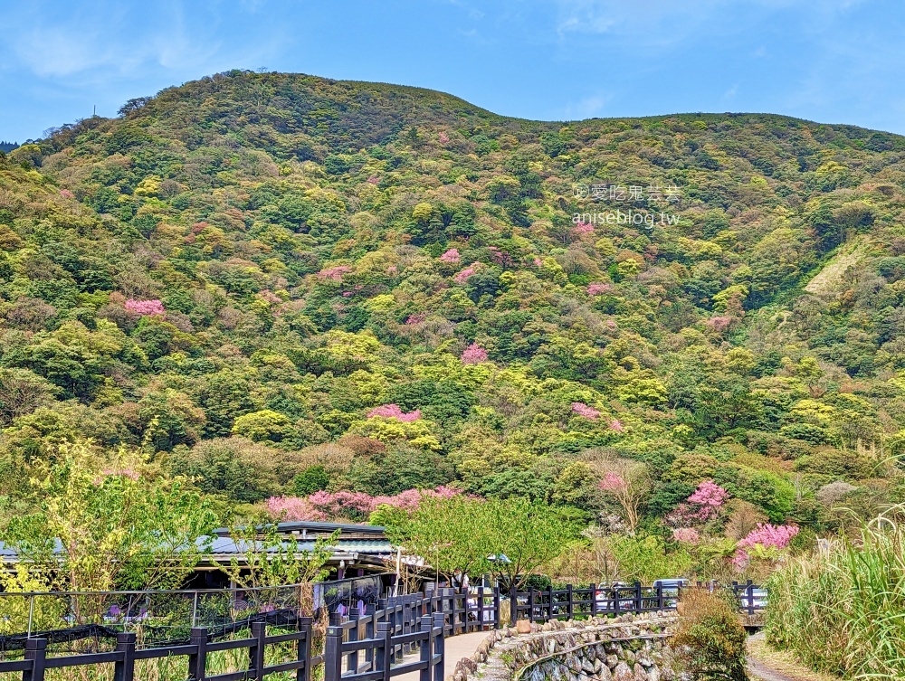 竹子湖海芋季，夢幻場景拍美照，名陽匍休閒農莊(姊姊遊記)