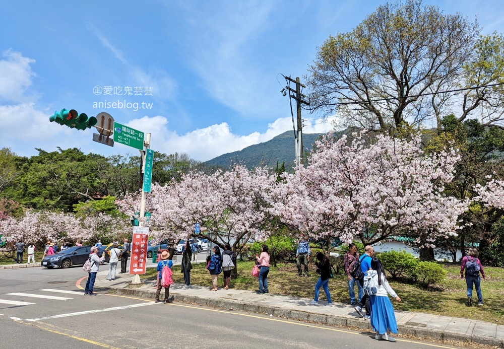 竹子湖海芋季，夢幻場景拍美照，名陽匍休閒農莊(姊姊遊記)