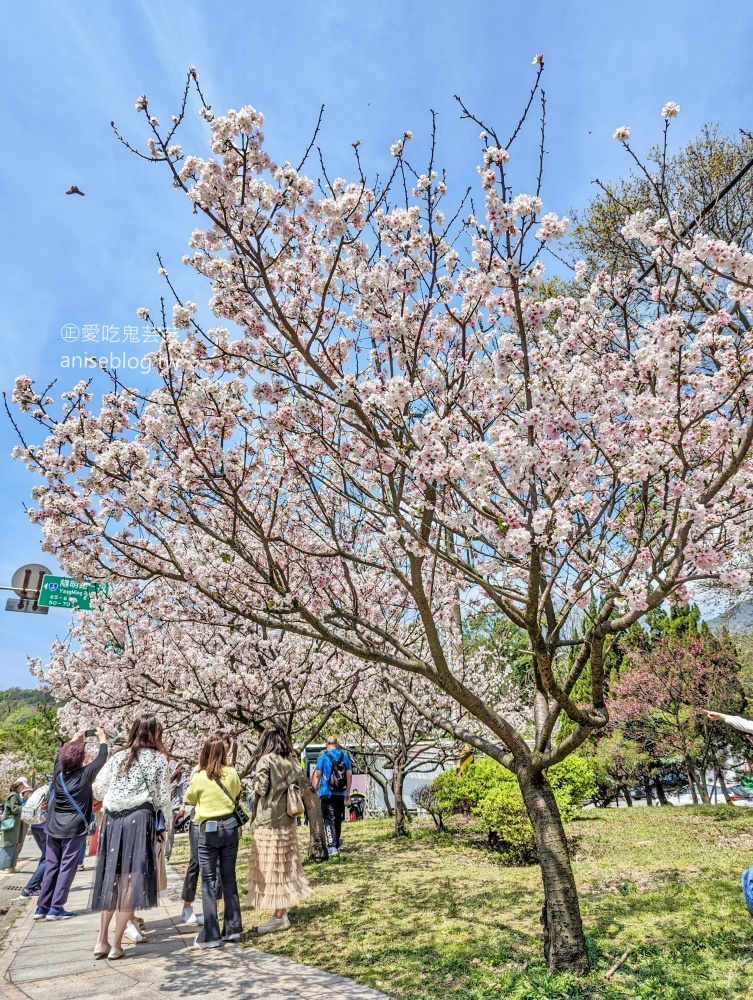 竹子湖海芋季，夢幻場景拍美照，名陽匍休閒農莊(姊姊遊記)