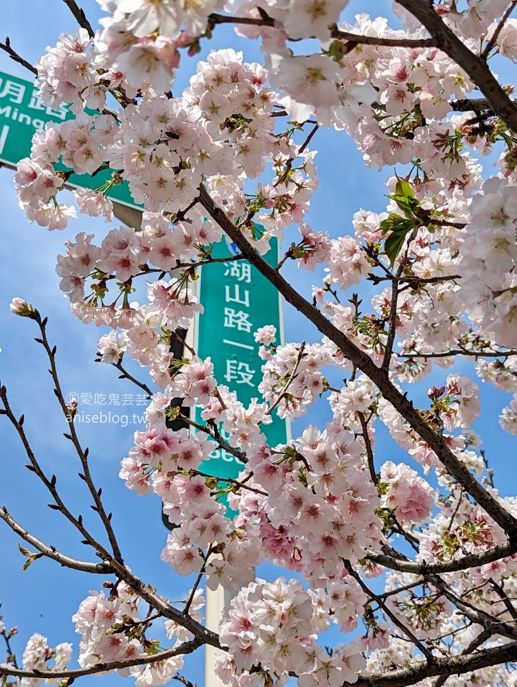 竹子湖海芋季，夢幻場景拍美照，名陽匍休閒農莊(姊姊遊記)