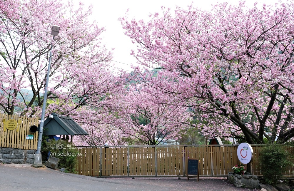 平菁街橘咖啡，內厝溪櫻木花廊，陽明山櫻花季(姊姊遊記)