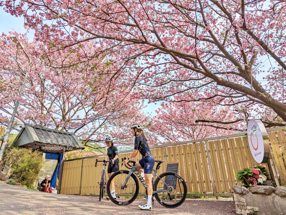 平菁街橘咖啡，內厝溪櫻木花廊，陽明山櫻花季(姊姊遊記)