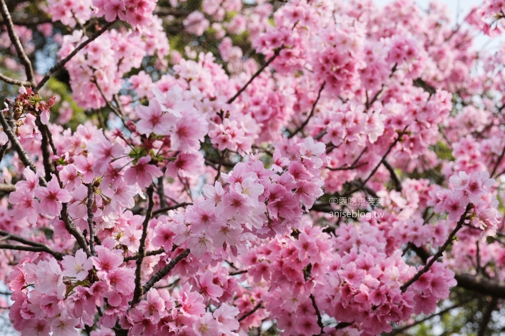 平菁街橘咖啡，內厝溪櫻木花廊，陽明山櫻花季(姊姊遊記)