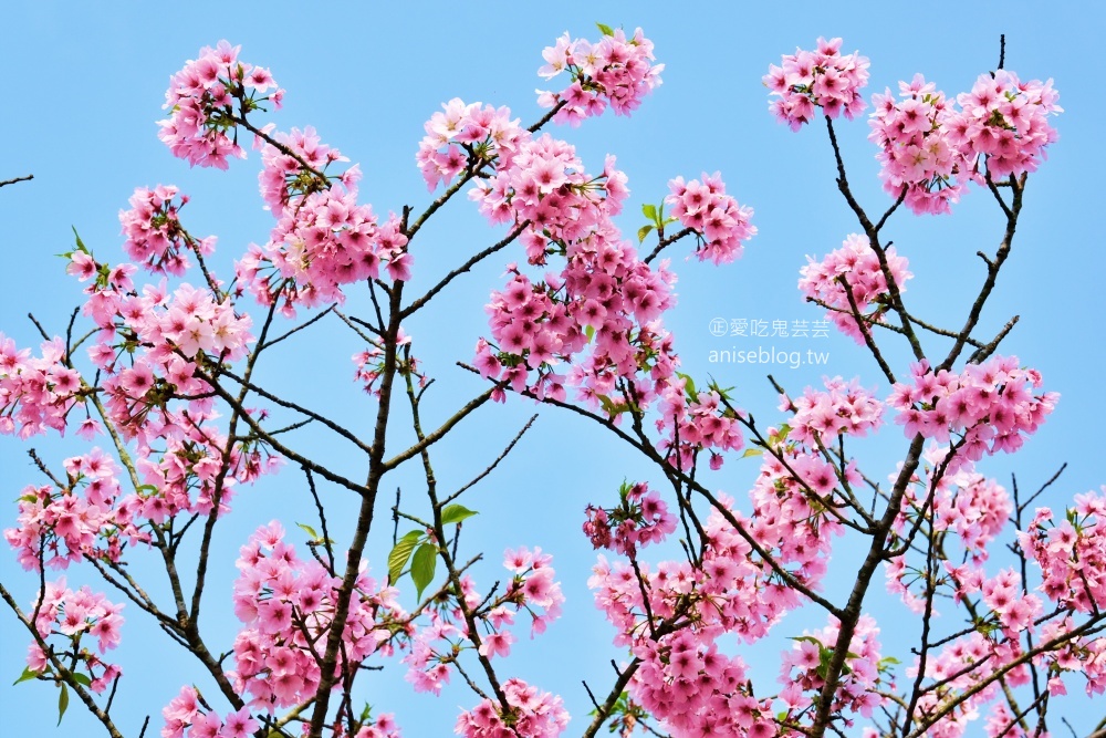 平菁街橘咖啡，內厝溪櫻木花廊，陽明山櫻花季(姊姊遊記)