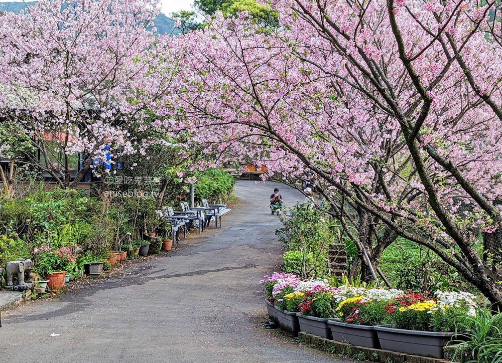 平菁街橘咖啡，內厝溪櫻木花廊，陽明山櫻花季(姊姊遊記)