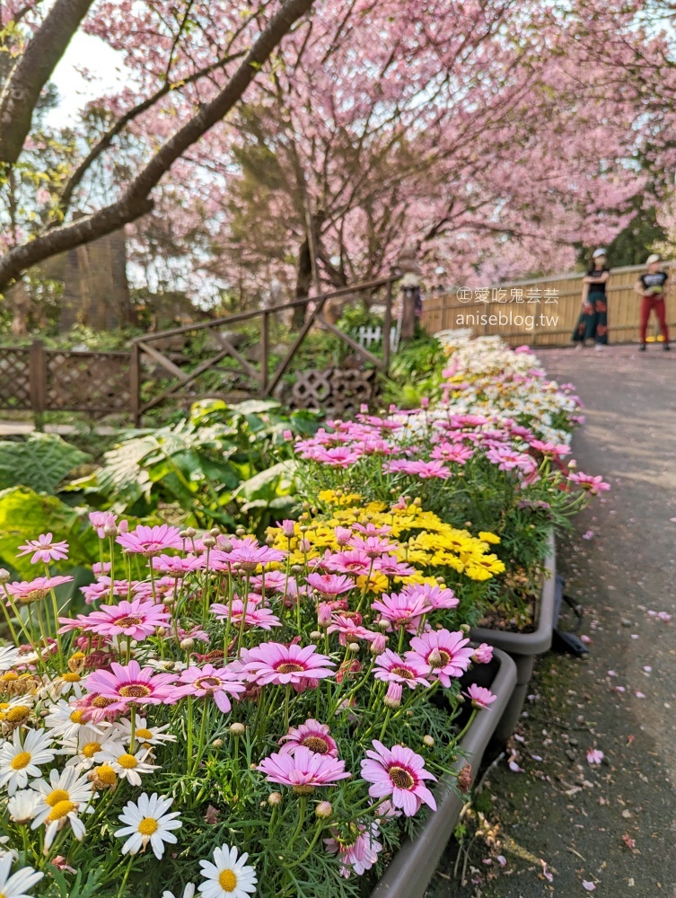 平菁街橘咖啡，內厝溪櫻木花廊，陽明山櫻花季(姊姊遊記)