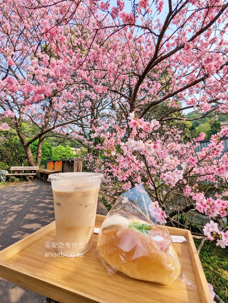 平菁街橘咖啡，內厝溪櫻木花廊，陽明山櫻花季(姊姊遊記)