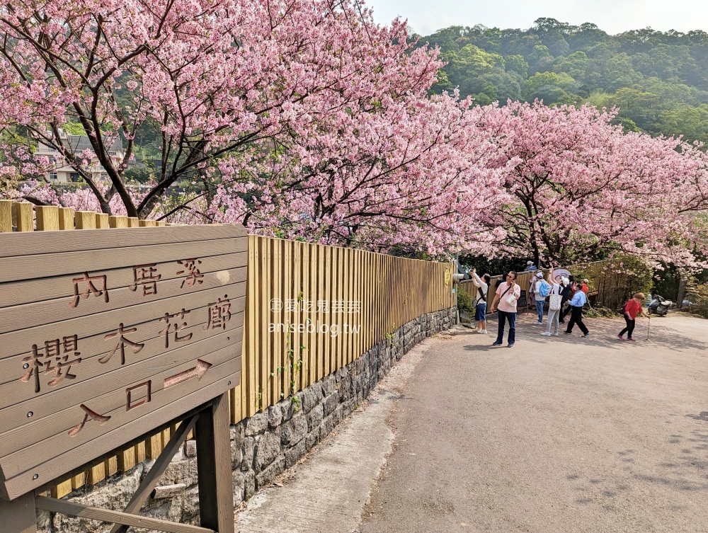 平菁街橘咖啡，內厝溪櫻木花廊，陽明山櫻花季(姊姊遊記)