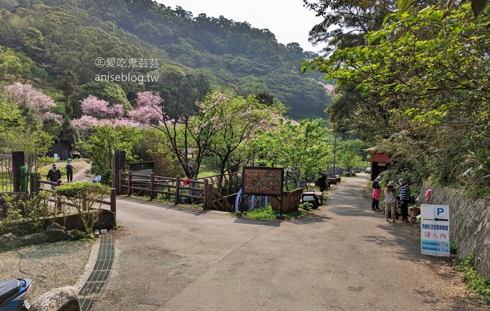 平菁街橘咖啡，內厝溪櫻木花廊，陽明山櫻花季(姊姊遊記)