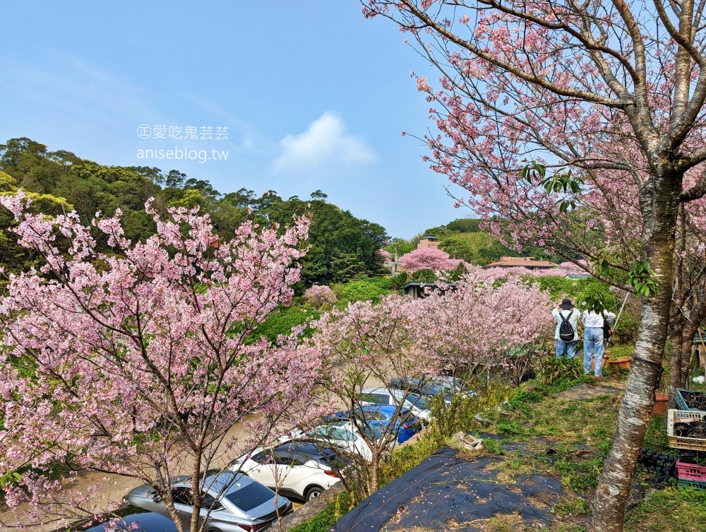 平菁街橘咖啡，內厝溪櫻木花廊，陽明山櫻花季(姊姊遊記)