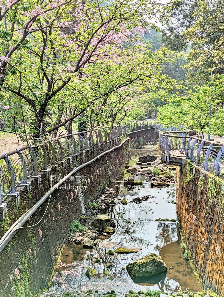 平菁街橘咖啡，內厝溪櫻木花廊，陽明山櫻花季(姊姊遊記)