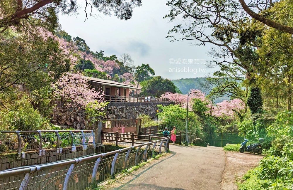 平菁街橘咖啡，內厝溪櫻木花廊，陽明山櫻花季(姊姊遊記)