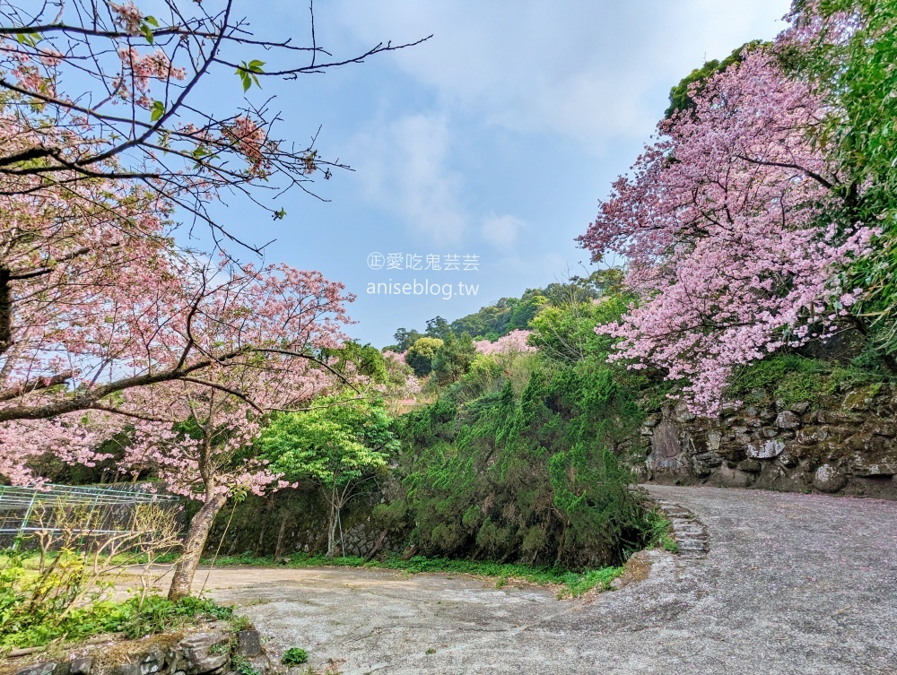 平菁街橘咖啡，內厝溪櫻木花廊，陽明山櫻花季(姊姊遊記)