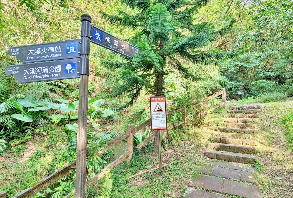 草嶺古道芒花季，桃源谷步道大溪線接草嶺線(姊姊遊記)