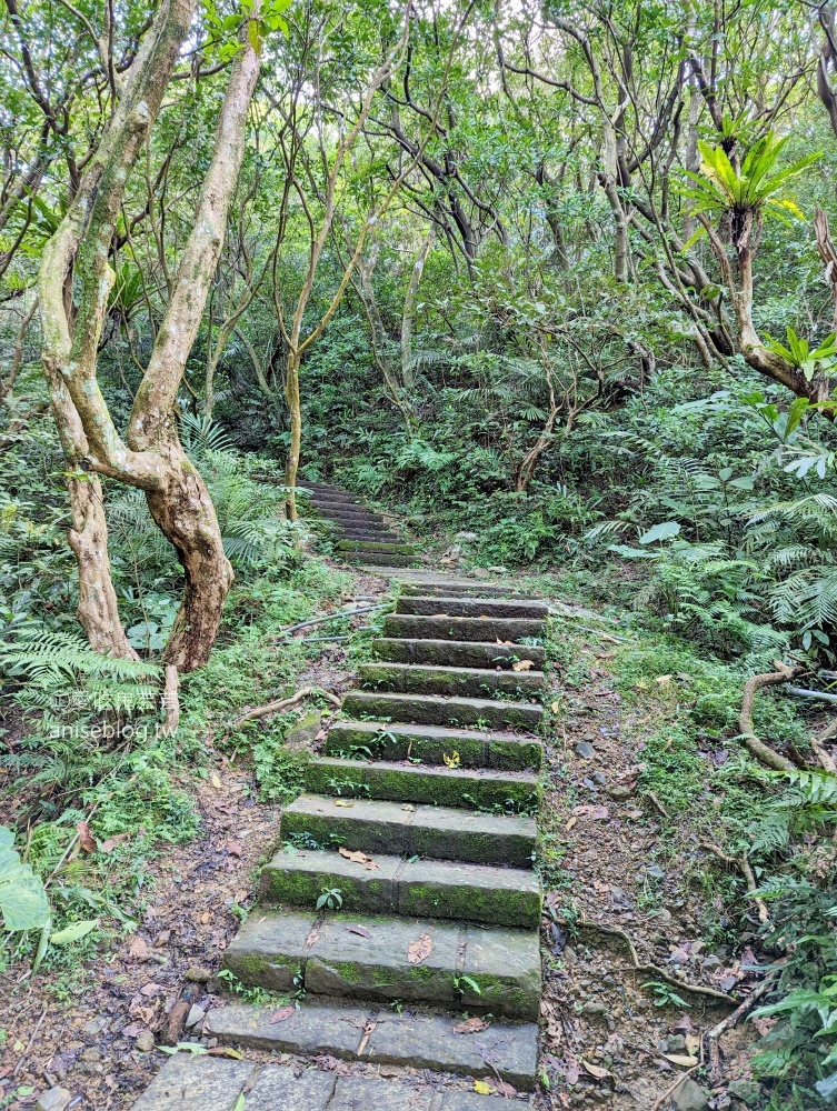 草嶺古道芒花季，桃源谷步道大溪線接草嶺線(姊姊遊記)