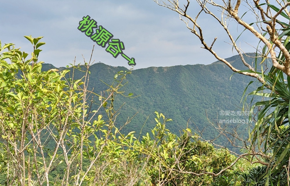 草嶺古道芒花季，桃源谷步道大溪線接草嶺線(姊姊遊記)