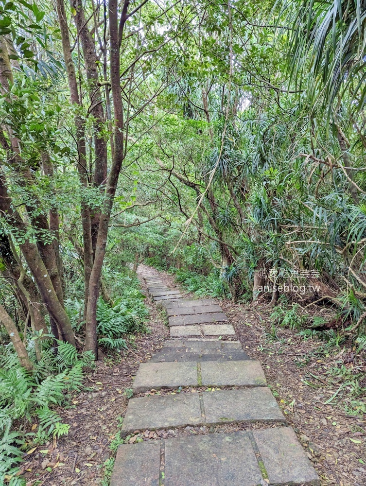 草嶺古道芒花季，桃源谷步道大溪線接草嶺線(姊姊遊記)