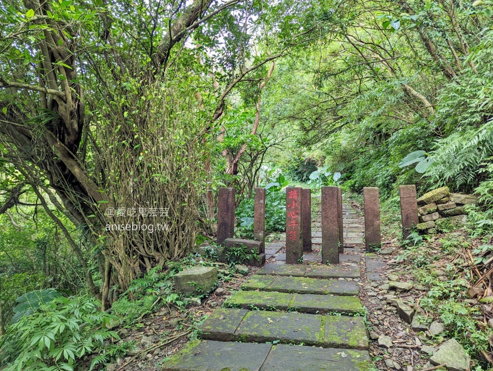 草嶺古道芒花季，桃源谷步道大溪線接草嶺線(姊姊遊記)