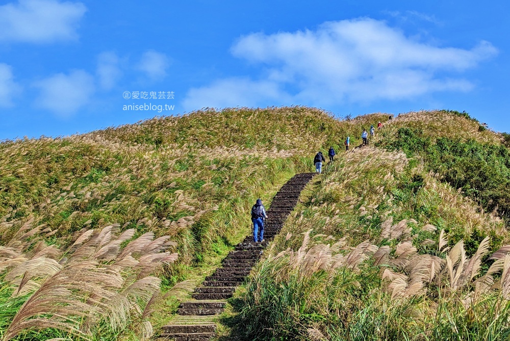 草嶺古道芒花季，桃源谷步道大溪線接草嶺線(姊姊遊記)