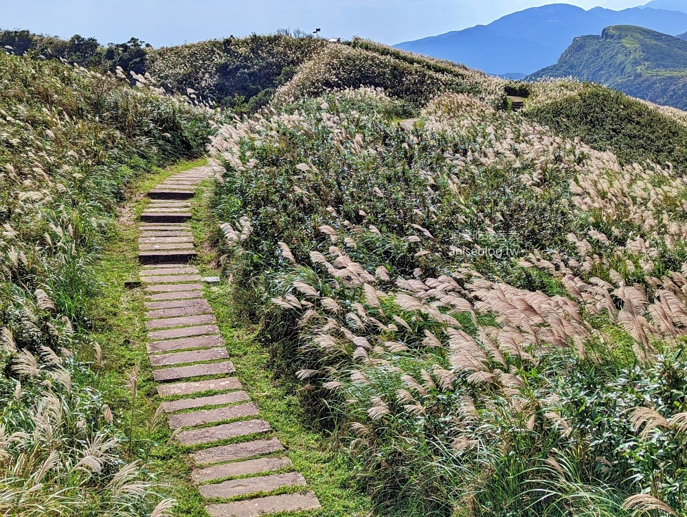 草嶺古道芒花季，桃源谷步道大溪線接草嶺線(姊姊遊記)