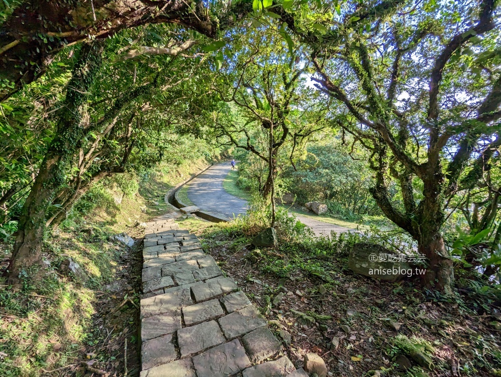 草嶺古道芒花季，桃源谷步道大溪線接草嶺線(姊姊遊記)