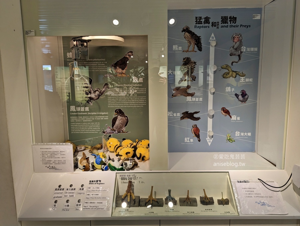 觀音山牛港稜步道，猛禽展示館，新北八里走春踏青好去處(姊姊遊記)