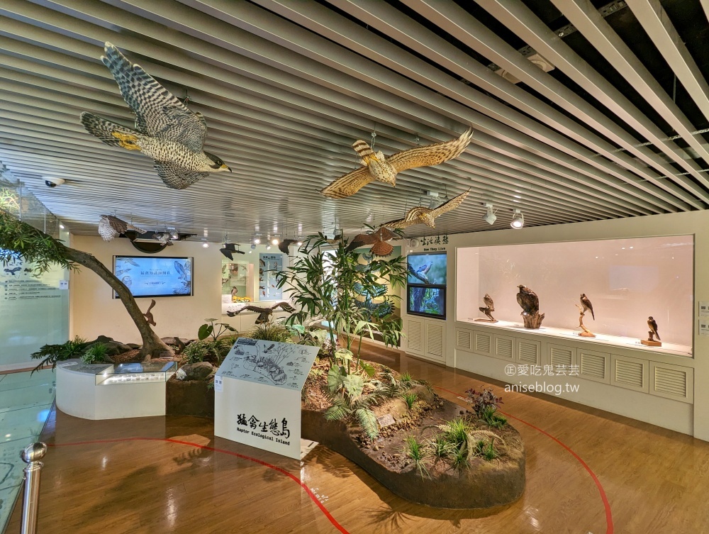 觀音山牛港稜步道，猛禽展示館，新北八里走春踏青好去處(姊姊遊記)