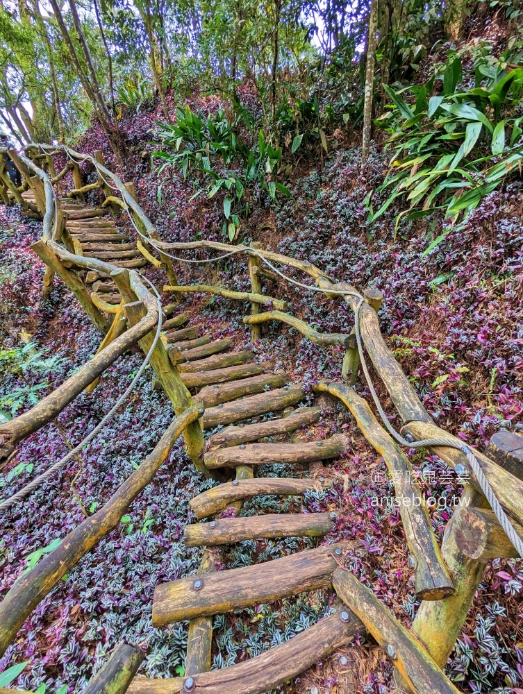 大坑2、3、4、5號步道、頭嵙山登頂欣賞大台中絕佳視野(姊姊遊記)