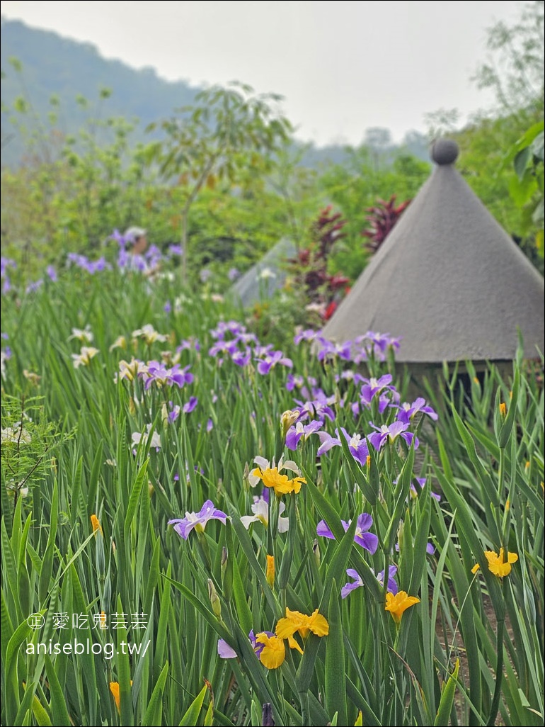 卓也小屋 | 鳶尾花開囉！祕密花園也好美，還有漂亮好吃的下午茶、健康美味的蔬食料理