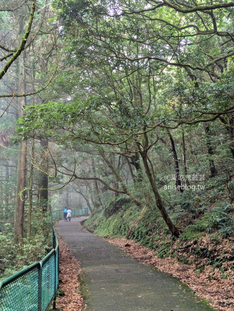 陽明山芒草季，冷水坑七星山主東峰步道(姊姊遊記)