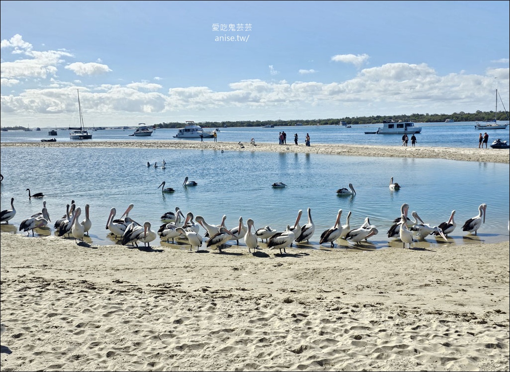 黃金海岸半日遊 | 鵜鶘餵食秀、海港城outlet、野生袋鼠、沙灘變斷崖