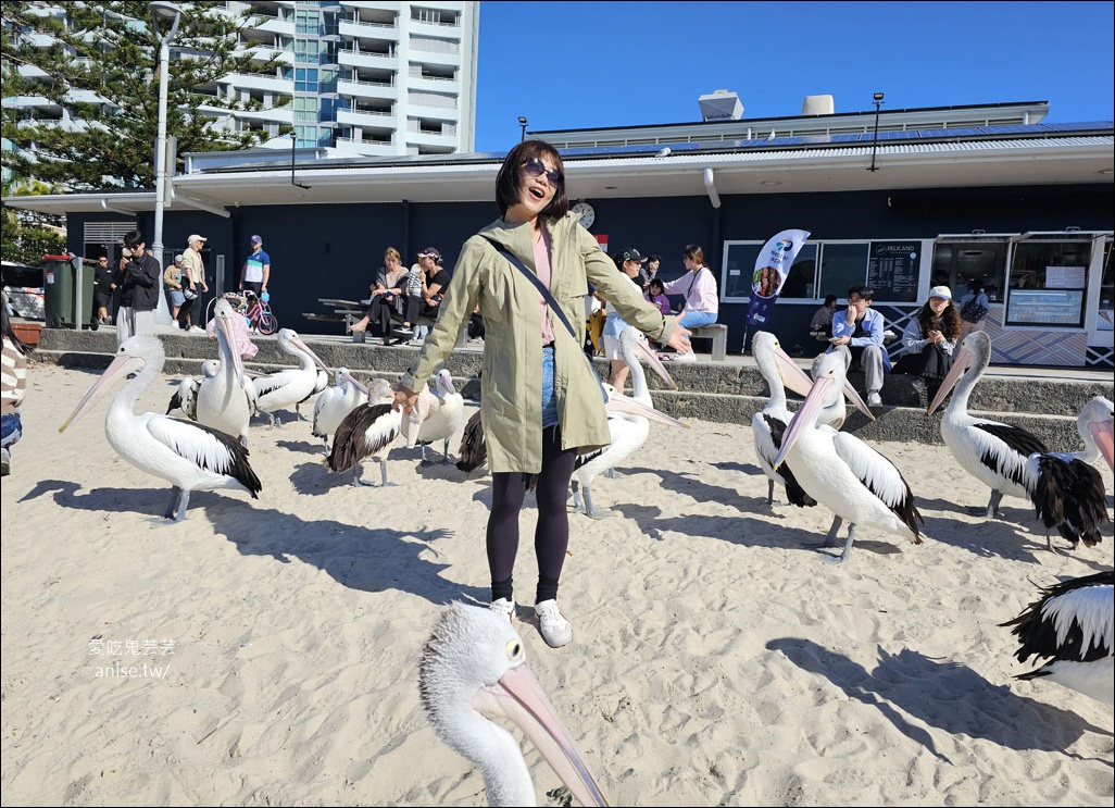 黃金海岸半日遊 | 鵜鶘餵食秀、海港城outlet、野生袋鼠、沙灘變斷崖