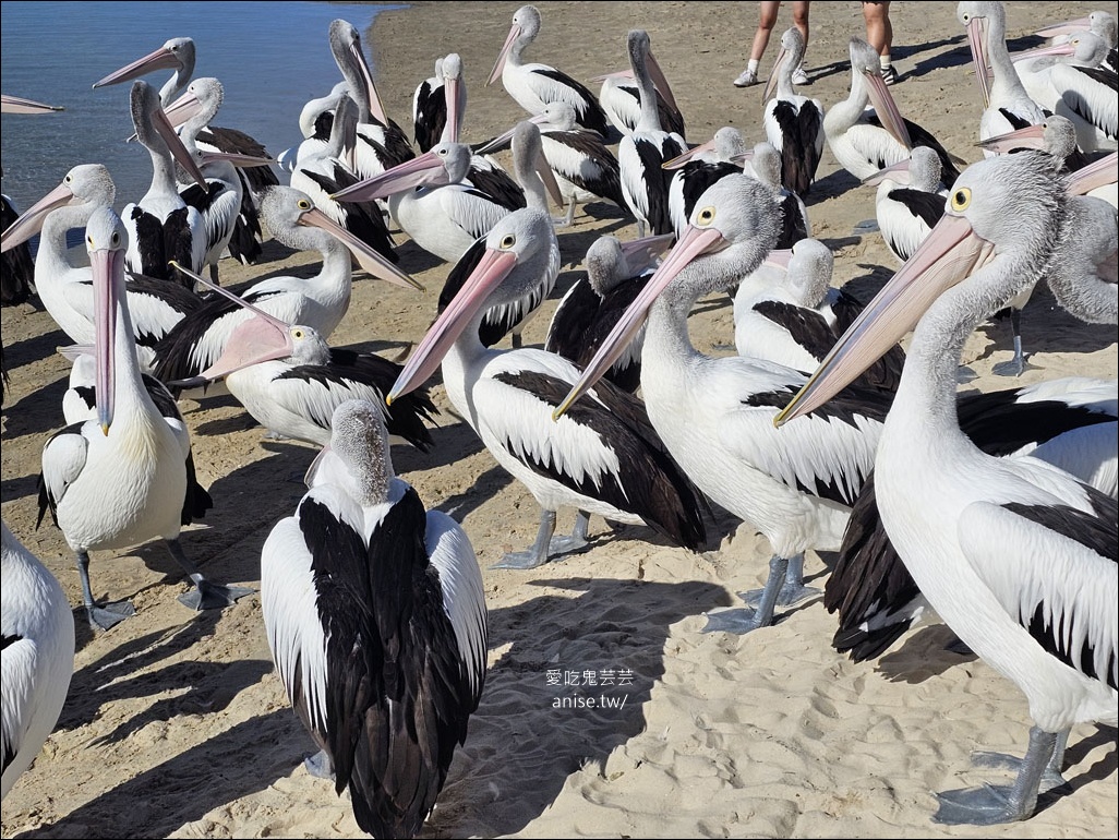黃金海岸半日遊 | 鵜鶘餵食秀、海港城outlet、野生袋鼠、沙灘變斷崖
