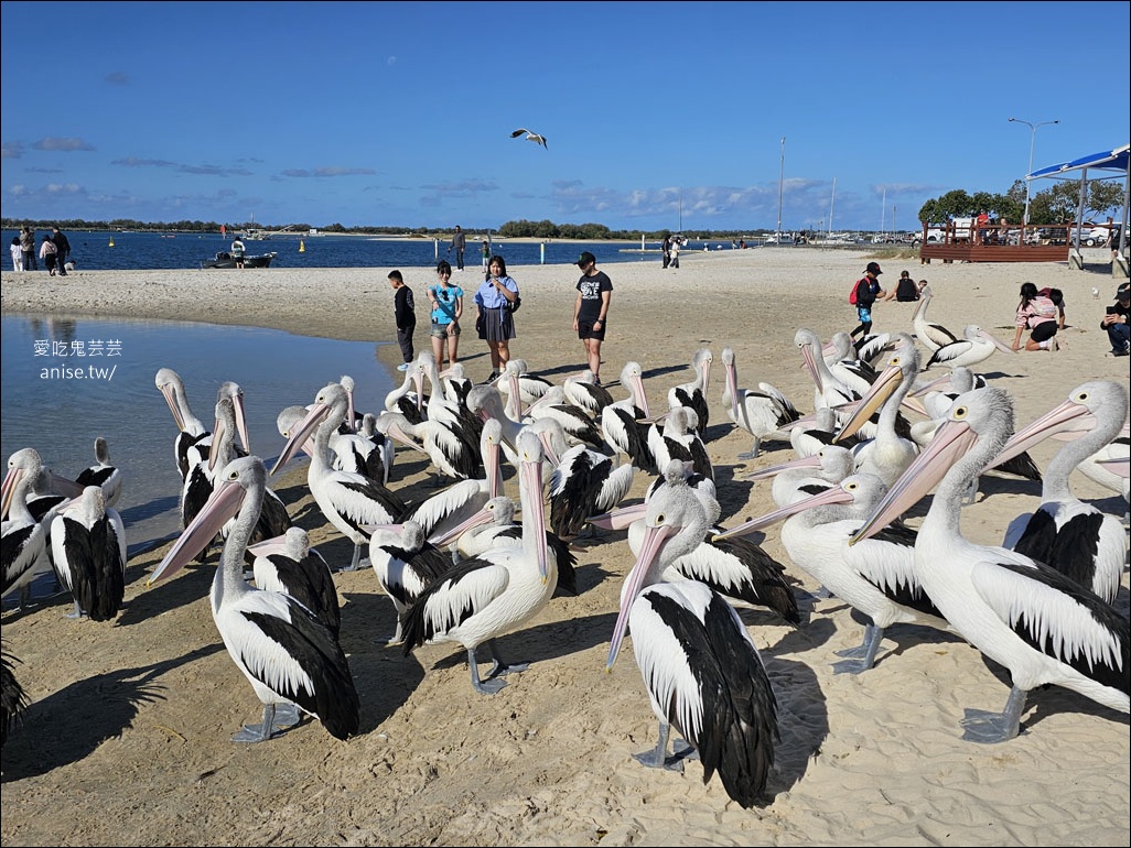 黃金海岸半日遊 | 鵜鶘餵食秀、海港城outlet、野生袋鼠、沙灘變斷崖