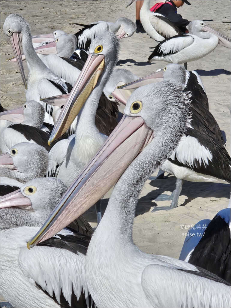 黃金海岸半日遊 | 鵜鶘餵食秀、海港城outlet、野生袋鼠、沙灘變斷崖