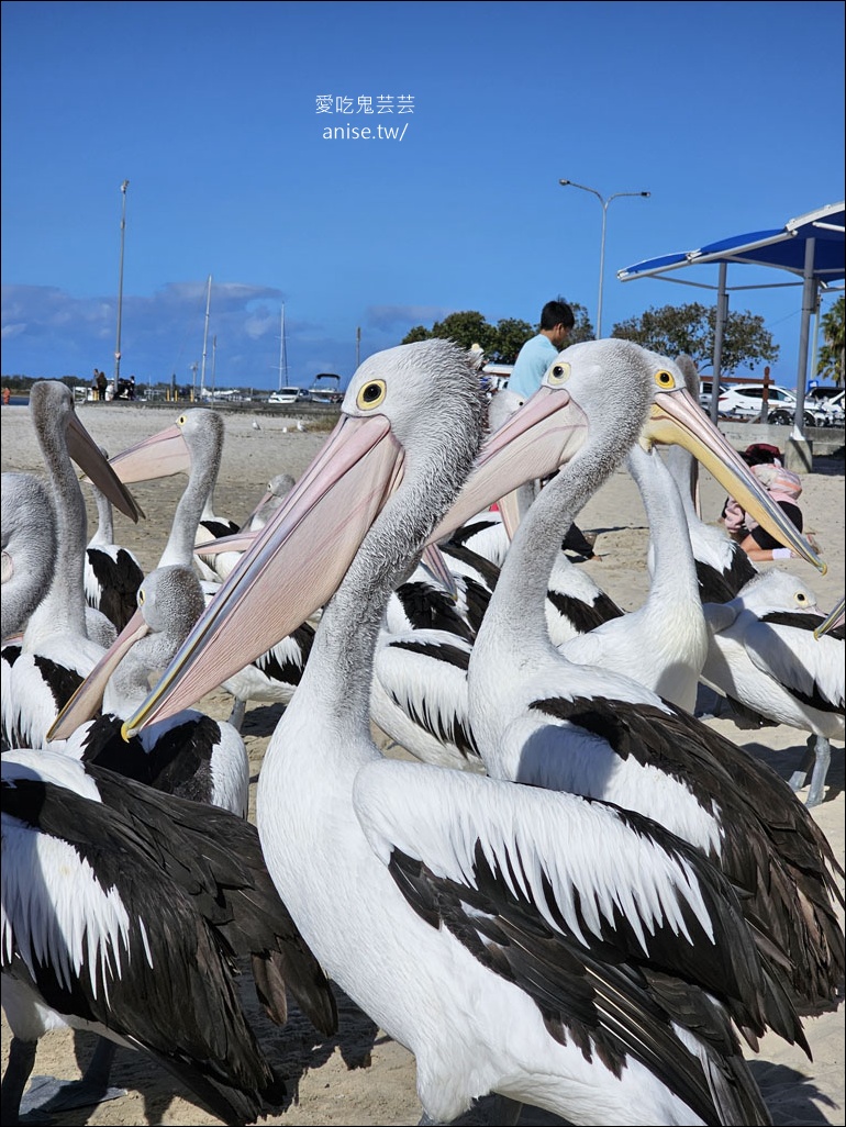 黃金海岸半日遊 | 鵜鶘餵食秀、海港城outlet、野生袋鼠、沙灘變斷崖