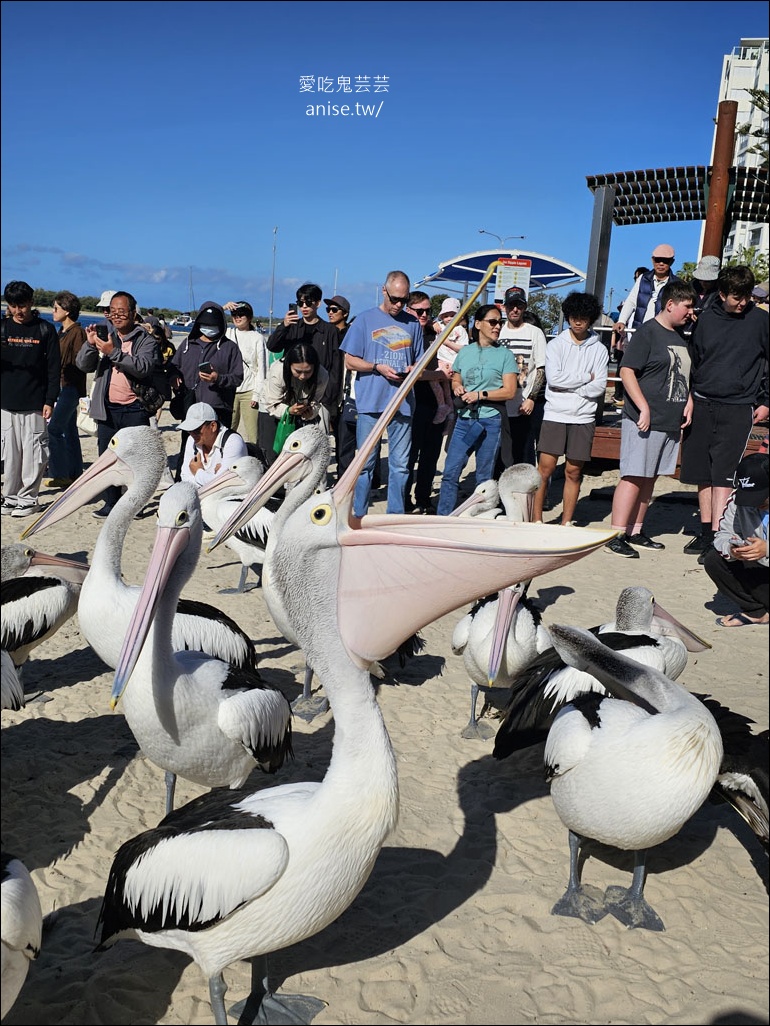 黃金海岸半日遊 | 鵜鶘餵食秀、海港城outlet、野生袋鼠、沙灘變斷崖