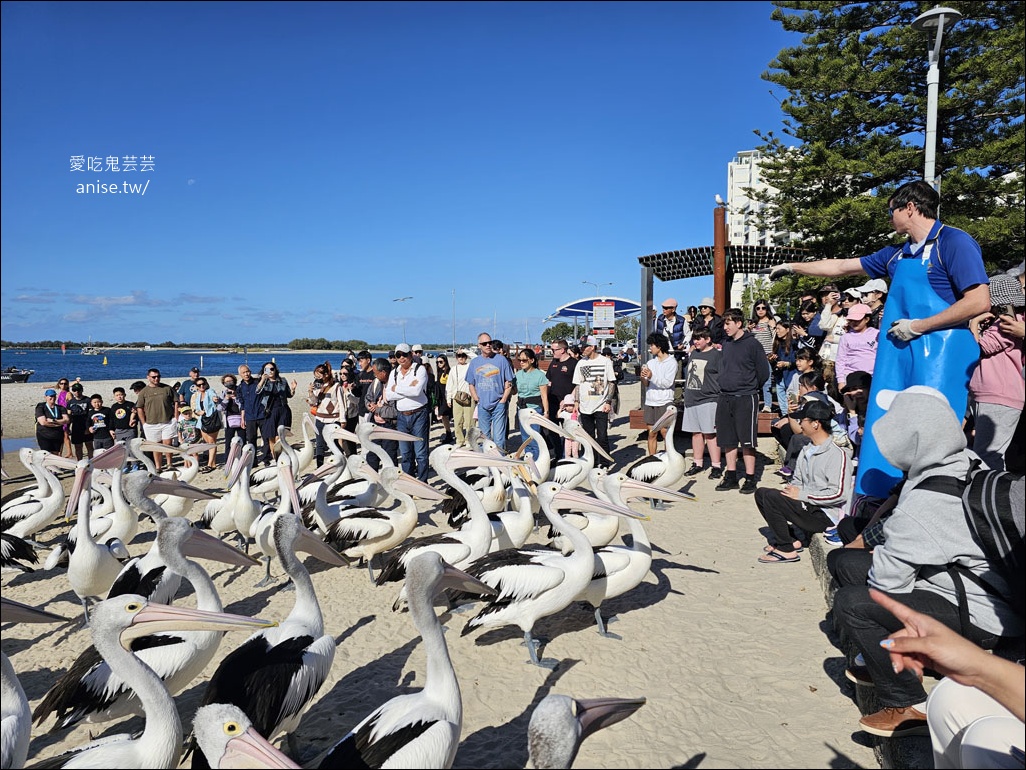 黃金海岸半日遊 | 鵜鶘餵食秀、海港城outlet、野生袋鼠、沙灘變斷崖