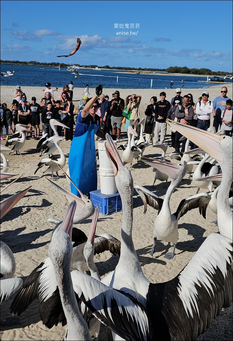 黃金海岸半日遊 | 鵜鶘餵食秀、海港城outlet、野生袋鼠、沙灘變斷崖